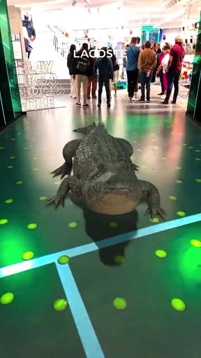 Lacoste Arena — Lacoste