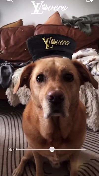 Louis Vuitton Dog Lovers — Louis Vuitton